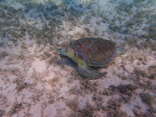 Green Turtle Chelonia mydas Żółw zielony red sea turtle egypt water grass