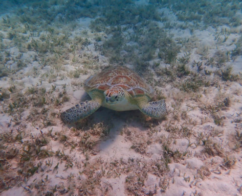 Green Turtle Chelonia mydas Żółw zielony red sea turtle egypt grass water