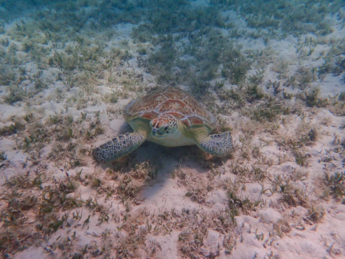 Green Turtle Chelonia mydas Żółw zielony red sea turtle egypt grass water
