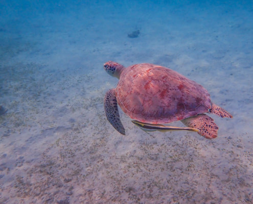 Green Turtle Chelonia mydas Żółw zielony swimming turtle red sea egypt blue water nature wildlife