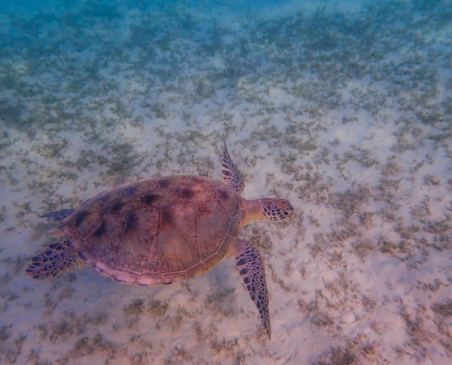 Green Turtle Chelonia mydas Żółw zielony red sea egypt water grass wildlife underwater
