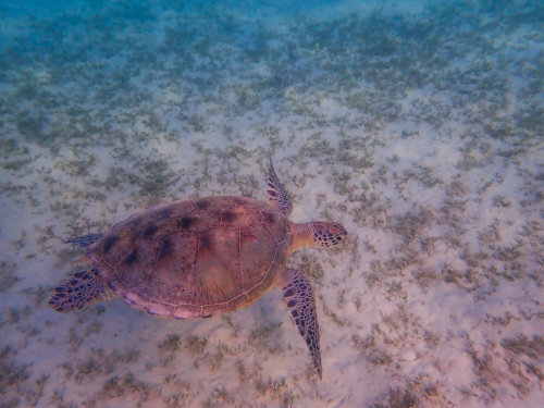Green Turtle Chelonia mydas Żółw zielony red sea egypt water grass wildlife underwater