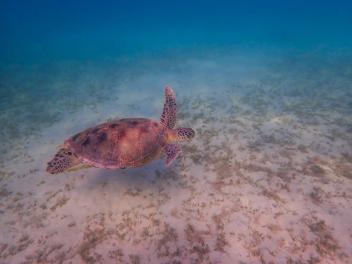 Green Turtle Chelonia mydas Żółw zielony red sea swimming turtle egypt