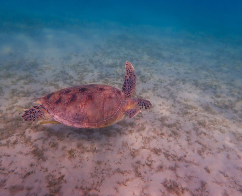 Green Turtle Chelonia mydas Żółw zielony red sea turtle egypt underwater wildlife