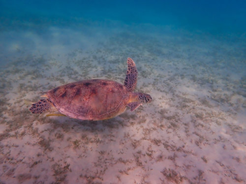 Green Turtle Chelonia mydas Żółw zielony red sea turtle egypt underwater wildlife