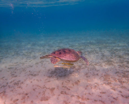 Green Turtle Chelonia mydas Żółw zielony red sea turtle egypt blue water underwater