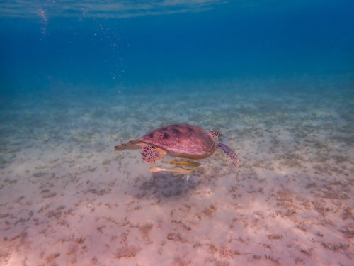 Green Turtle Chelonia mydas Żółw zielony red sea turtle egypt blue water underwater
