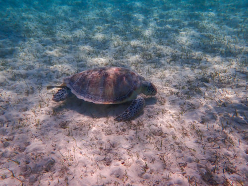 Green Turtle Chelonia mydas Żółw zielony red sea egypt underwater photography