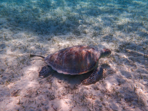 Green Turtle Chelonia mydas Żółw zielony red sea turtle underwater photography egypt