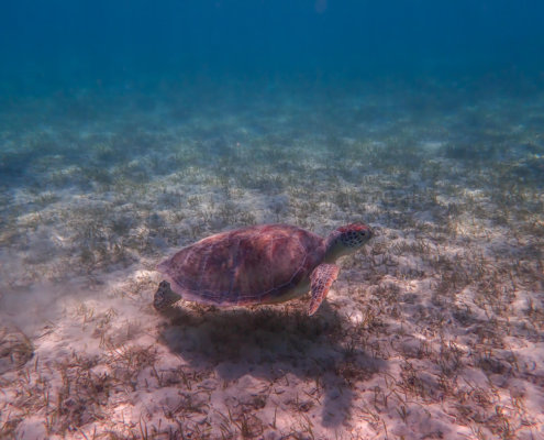 Green Turtle Chelonia mydas Żółw zielony red sea turtle underwater egypt