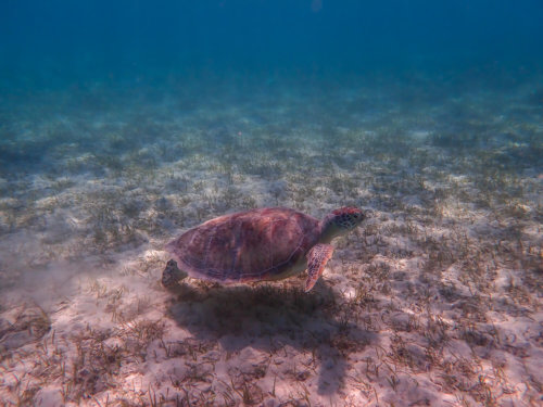 Green Turtle Chelonia mydas Żółw zielony red sea turtle underwater egypt