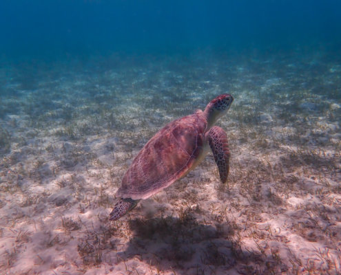 Green Turtle Chelonia mydas Żółw zielony swimming turtle red sea egypt underwater wildlife nature
