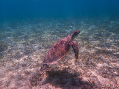 Green Turtle Chelonia mydas Żółw zielony swimming turtle red sea egypt underwater wildlife nature