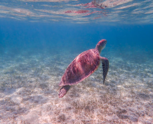 Green Turtle Chelonia mydas Żółw zielony red sea turtle egypt underwater wildlife blue water