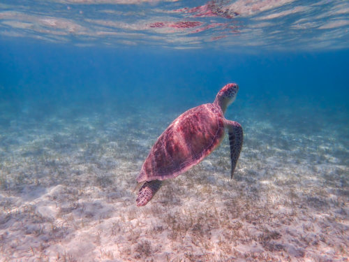Green Turtle Chelonia mydas Żółw zielony red sea turtle egypt underwater wildlife blue water