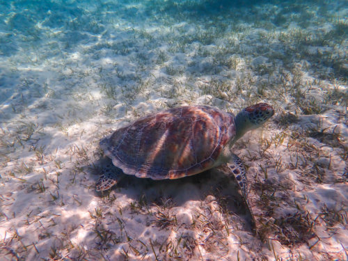 Green Turtle Chelonia mydas Żółw zielony red sea water grass egypt