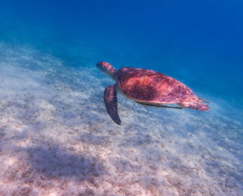 Green Turtle Chelonia mydas Żółw zielony swimming turtle red sea egypt underwater