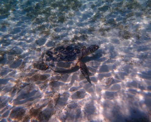 Hawksbill Turtle Eretmochelys imbricata Żółw szylkretowy red sea underwater photography egypt wildlife natur