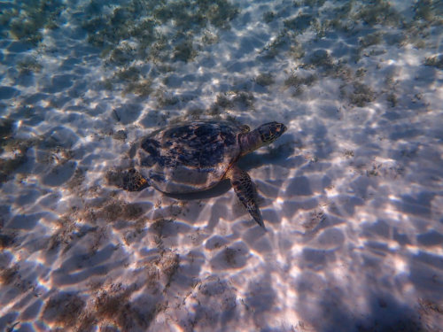 Hawksbill Turtle Eretmochelys imbricata Żółw szylkretowy red sea underwater photography egypt wildlife natur