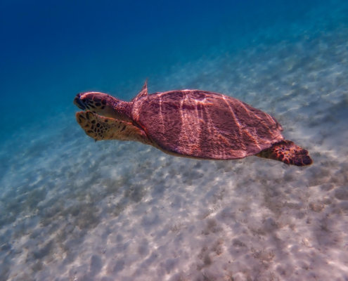 Hawksbill Turtle Eretmochelys imbricata Żółw szylkretowy red sea turtle underwater photography egypt