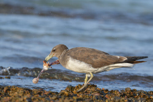 White-eyed gull, Ichthyaetus leucophthalmus, Mewa Białooka, sea gull, gull, bird, mewa, red sea, morze czerwone, eating