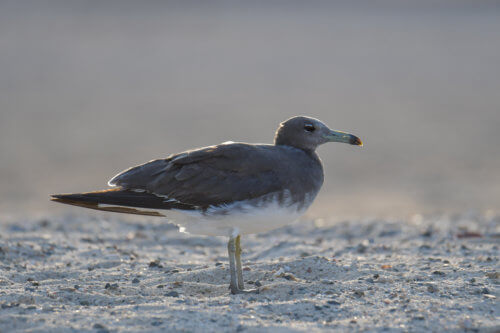 White-eyed gull, Ichthyaetus leucophthalmus, Mewa Białooka, sea gull, gull, bird, mewa, red sea, morze czerwone, one bird