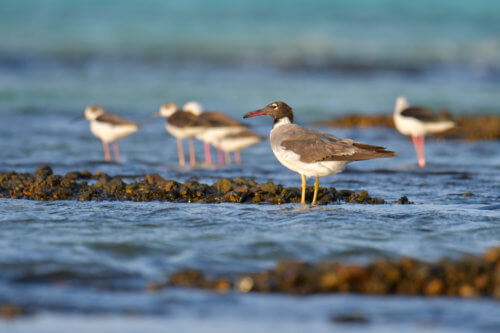 White-eyed gull, Ichthyaetus leucophthalmus, Mewa Białooka, sea gull, gull, bird, mewa, red sea, morze czerwone, water, sea