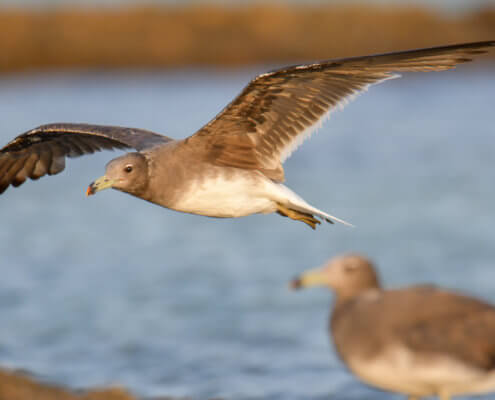 White-eyed gull, Ichthyaetus leucophthalmus, Mewa Białooka, sea gull, gull, bird, mewa, red sea, morze czerwone, bird in flight