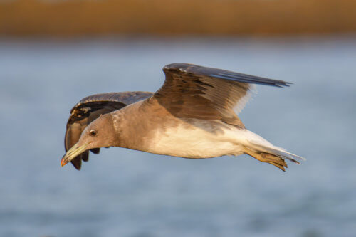 White-eyed gull, Ichthyaetus leucophthalmus, Mewa Białooka, sea gull, gull, bird, mewa, red sea, morze czerwone, bird in flight, gull in flight