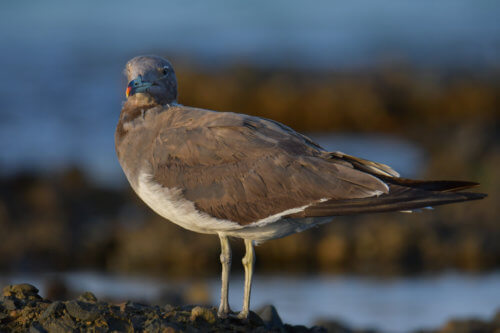 White-eyed gull, Ichthyaetus leucophthalmus, Mewa Białooka, sea gull, gull, bird, mewa, red sea, morze czerwone, evening