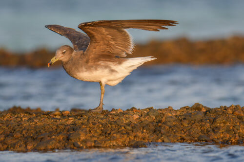 White-eyed gull, Ichthyaetus leucophthalmus, Mewa Białooka, sea gull, gull, bird, mewa, red sea, morze czerwone, sun light, bird in sun light
