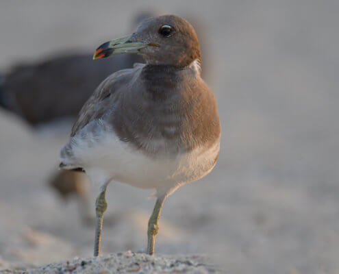 White-eyed gull, Ichthyaetus leucophthalmus, Mewa Białooka, sea gull, gull, bird, mewa, red sea, morze czerwone, bird close up