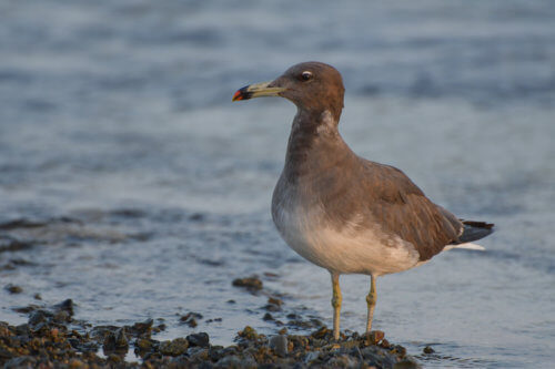 White-eyed gull, Ichthyaetus leucophthalmus, Mewa Białooka, sea gull, gull, bird, mewa, red sea, morze czerwone