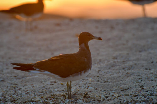 White-eyed gull, Ichthyaetus leucophthalmus, Mewa Białooka, sea gull, gull, bird, mewa, red sea, morze czerwone, sunset