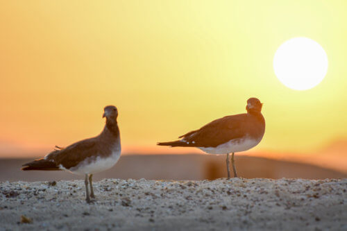 White-eyed gull, Ichthyaetus leucophthalmus, Mewa Białooka, sea gull, gull, bird, mewa, red sea, morze czerwone, sunset, sun, orange sky, birds in sunset light