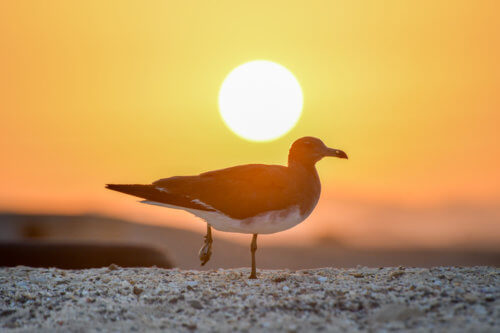 White-eyed gull, Ichthyaetus leucophthalmus, Mewa Białooka, sea gull, gull, bird, mewa, red sea, morze czerwone, sun, sunset, sun light, orange sky, bird in sunset light
