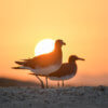 White-eyed gull, Ichthyaetus leucophthalmus, Mewa Białooka, sea gull, gull, bird, mewa, red sea, morze czerwone, sun, sunset, sunrise, dark, birds in sunset light