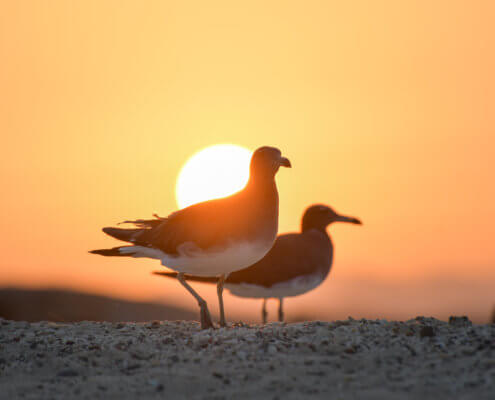 White-eyed gull, Ichthyaetus leucophthalmus, Mewa Białooka, sea gull, gull, bird, mewa, red sea, morze czerwone, sun, sunset, sunrise, dark, birds in sunset light