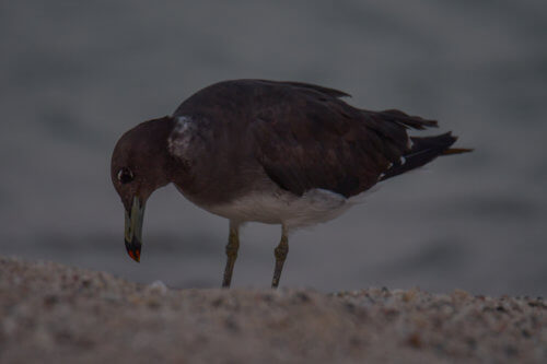 White-eyed gull, Ichthyaetus leucophthalmus, Mewa Białooka, sea gull, gull, bird, mewa, red sea, morze czerwone, dark