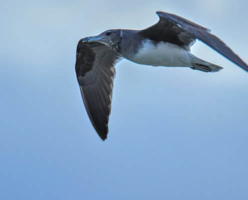 White-eyed gull, Ichthyaetus leucophthalmus, Mewa Białooka, sea gull, gull, bird, mewa, red sea, morze czerwone, bird in flight, blue sky