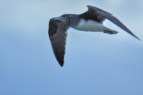 White-eyed gull, Ichthyaetus leucophthalmus, Mewa Białooka, sea gull, gull, bird, mewa, red sea, morze czerwone, bird in flight, blue sky