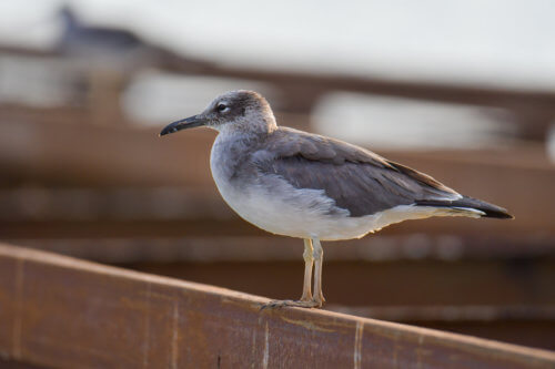White-eyed gull, Ichthyaetus leucophthalmus, Mewa Białooka, sea gull, gull, bird, mewa, red sea, morze czerwone