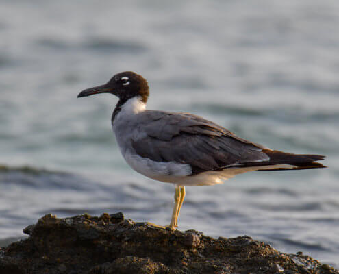 White-eyed gull, Ichthyaetus leucophthalmus, Mewa Białooka, sea gull, gull, bird, mewa, red sea, morze czerwone woda, water