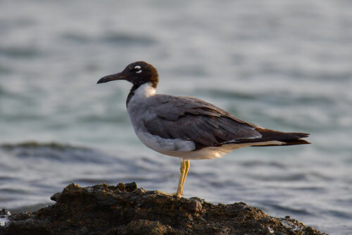White-eyed gull, Ichthyaetus leucophthalmus, Mewa Białooka, sea gull, gull, bird, mewa, red sea, morze czerwone woda, water