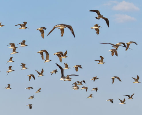 White-eyed gull, Ichthyaetus leucophthalmus, Mewa Białooka, sea gull, gull, bird, mewa, red sea, morze czerwone, a lot of birds, gulls in flight