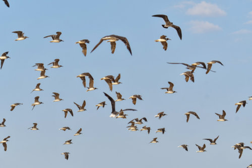 White-eyed gull, Ichthyaetus leucophthalmus, Mewa Białooka, sea gull, gull, bird, mewa, red sea, morze czerwone, a lot of birds, gulls in flight