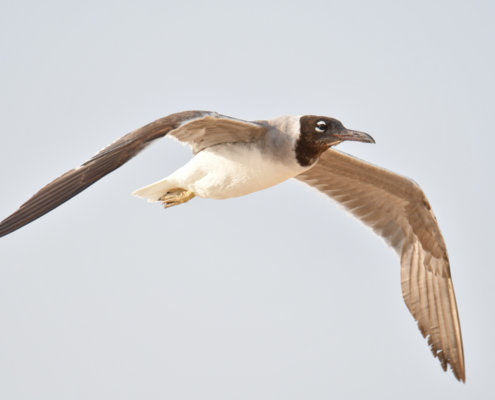 White-eyed gull, Ichthyaetus leucophthalmus, Mewa Białooka, sea gull, gull, bird, mewa, red sea, morze czerwone, gull in flight