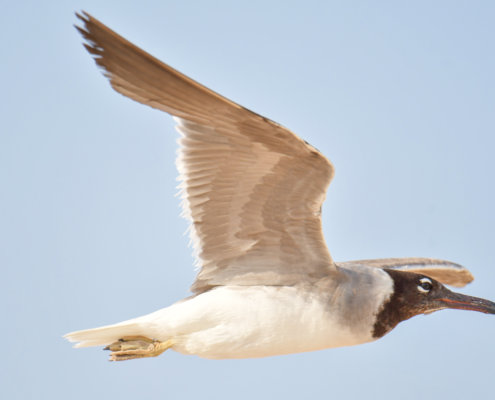 White-eyed gull, Ichthyaetus leucophthalmus, Mewa Białooka, sea gull, gull, bird, mewa, red sea, morze czerwone, gull in flight, blue sky