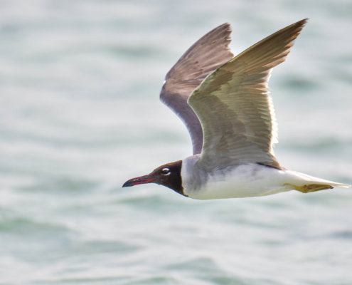 White-eyed gull, Ichthyaetus leucophthalmus, Mewa Białooka, sea gull, gull, bird, mewa, red sea, morze czerwone, gull in flight, water