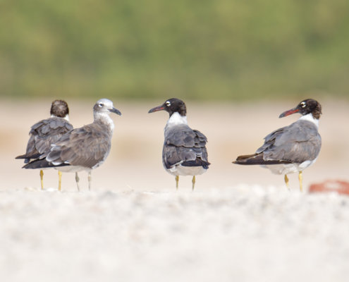 White-eyed gull, Ichthyaetus leucophthalmus, Mewa Białooka, sea gull, gull, bird, mewa, red sea, morze czerwone, sand